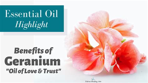 Essential Oil Highlight Benefits Of Geranium Oil Of Love Trust