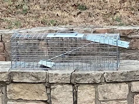 3 Best Rabbit Traps (*2024 Review*): Humane or Lethal Rabbit Removal?