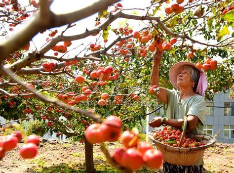 山东枣庄：山楂映秋红 人民图片网