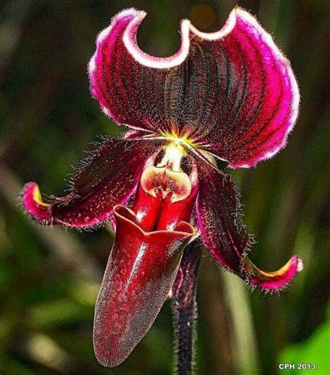 Pin On Weird Flowers Orchid Flower Orchids Beautiful Orchids