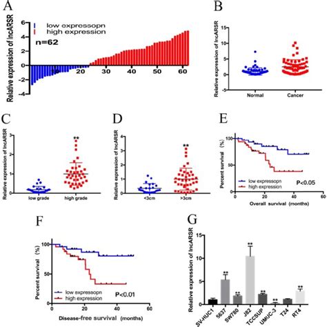 The Expression Of LncARSR In Bca Tissues And Cell Lines A 62 Bca