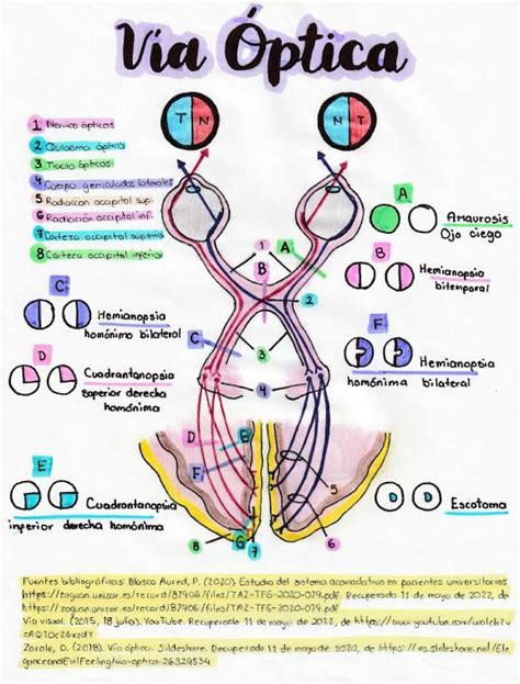 V A Ptica Via Optica Optica Y Optometria Anatom A Del Ojo