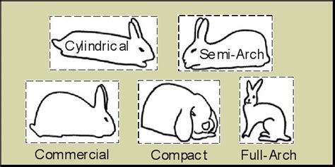 Rabbit Breeds List - Breeds of Rabbits Chart, Info & Photos