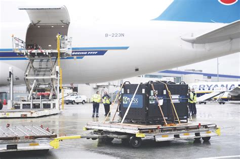 Uk Only Giant Pandas Return To China After Years In Edinburgh