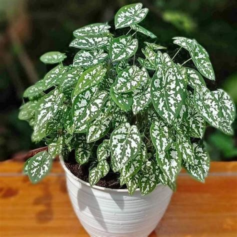 Jual Tanaman Hias Caladium Liliput Humboldtii Keladi Mutiara Murah