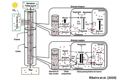 Metabolismo Da Sacarose Na Cana De A Car Ribeiro Et Al