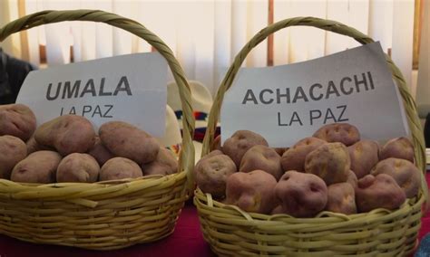 Bolivia produce papa con un rendimiento de 7 toneladas por hectárea