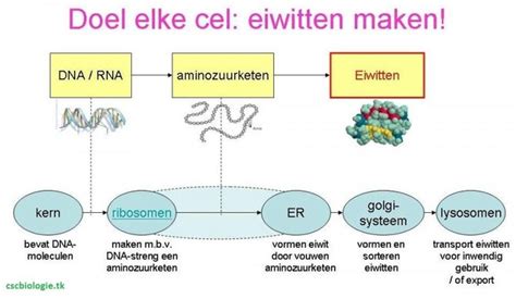 Cel Organel Mitose Menselijk Lichaam Onderwerpen Cscbiologie