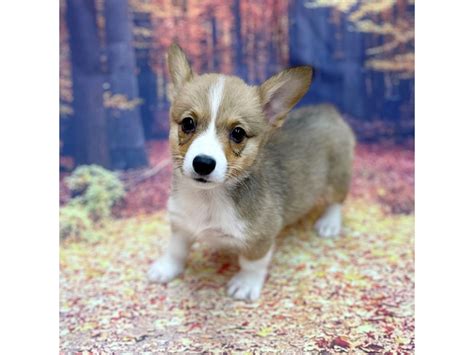 How Much Is A Teacup Corgi