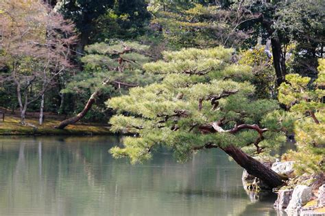 Japanese garden at famous Kinkakuji 9566441 Stock Photo at Vecteezy