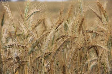 Banco De Imagens Plantar Campo Cevada Trigo Pradaria Ver O