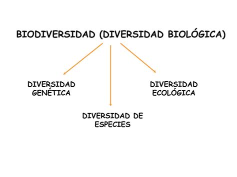 Biodiversidad Exp Ppt Descarga Gratuita