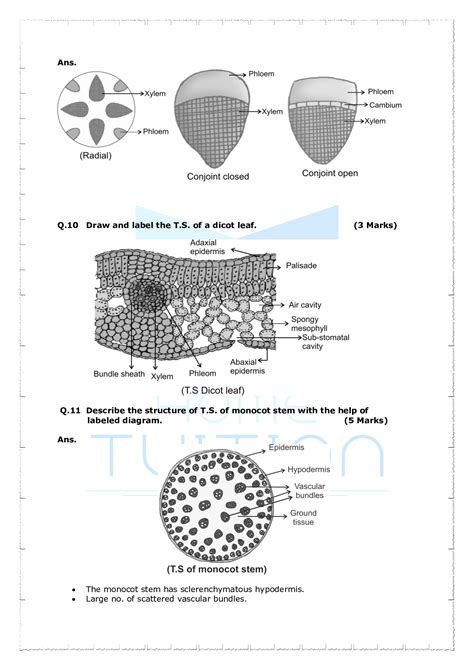 Important Questions For Class 11 Biology Chapter 6 Anatomy Of Flowering