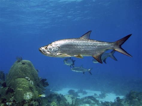 Atlantic Tarpon Wallpapers Wallpaper Cave