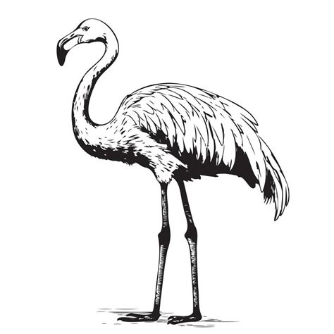 Flamingo Hand Drawn Vector Illustration Realistic Sketch