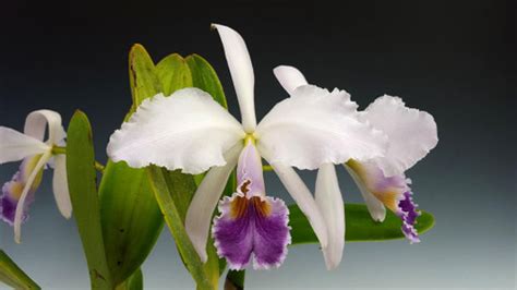 Cattleya Gaskelliana Var Coerulea Blue Dragon X Self Orchidweb