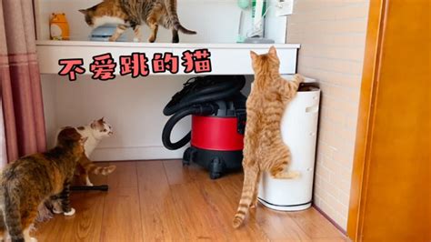 家里这只不爱跳的猫，看得我好着急啊 Youtube