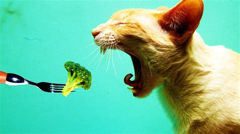 Can Cats Be Vegan or Vegetarian? - Purrfect Love