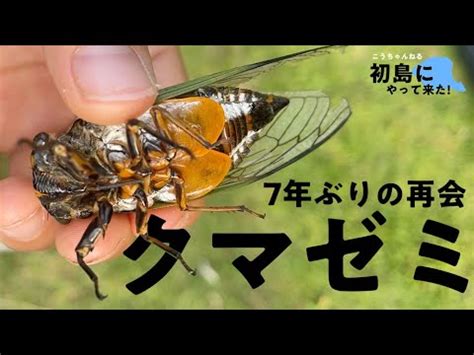 Black Cicada Hatsushima Island Youtube