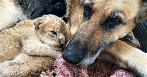 Cuccioli Di Leone Vengono Adottati Da Un Cagnolino Dolcissimo Video