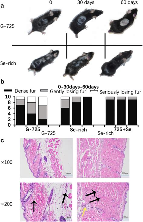 Hair Changes And Skin Histology Structures In Vivo Mice A Phonotype Of