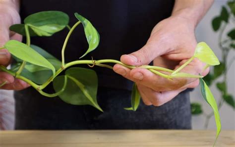 How To Propagate Philodendron From Cuttings