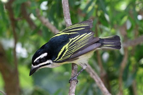 Birding Safari In Nyungwe Forest National Park Rwanda Tours