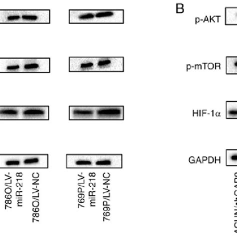 Mir Regulates The Pi K Akt Mtor Signaling Pathway By Targeting