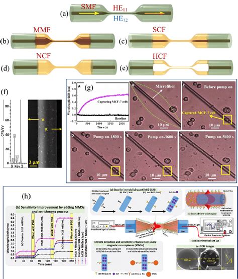 A Schematic Diagram Of Different Single Tapered A Smf [181] B Sms Download Scientific