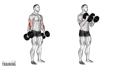 Hammer Curls Instructions Information Alternatives Training Fit