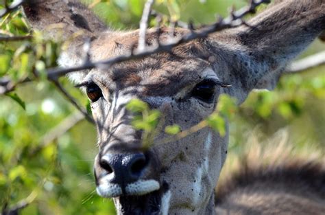 Kudu Habitat - Mammals - South Africa