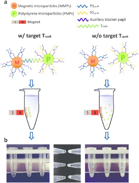 Operating Principle For The Visual Detection Of Nucleic Acids A Two Download Scientific