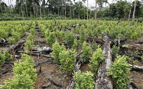 La deforestación consecuencia del cultivo de coca en el Guaviare