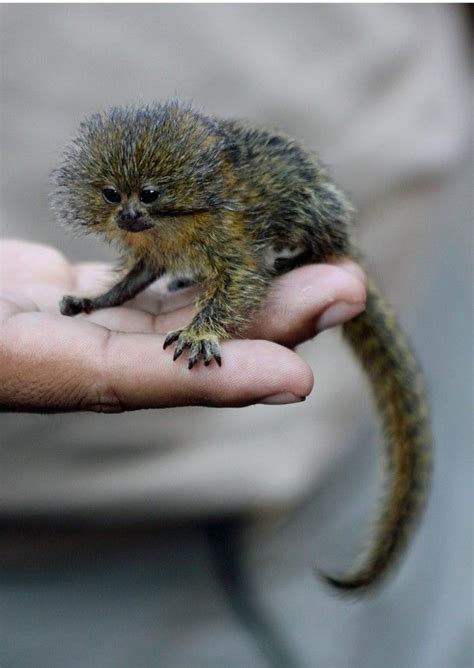 Pygmy Marmoset Finger Monkey Endangered Animals Cute Monkey