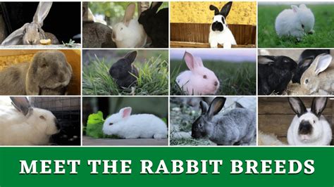 Meet the Rabbit Breeds - The Rabbit Hop