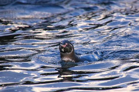 Galapagos penguins stock photo. Image of island, ecuador - 2676002