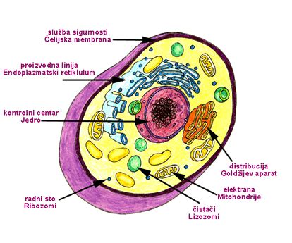 zanimljive price - biologija ekonomija istorija politika geografija: Eukariote