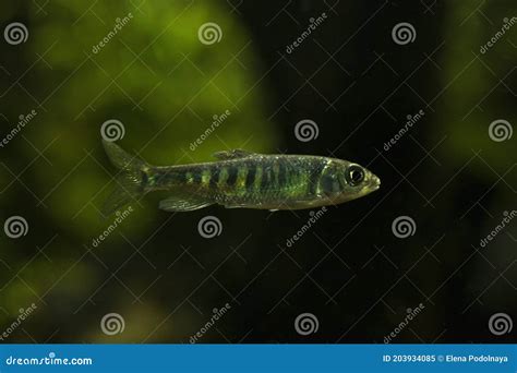 The Coppernose Barb Raiamas Christyi Stock Image Image Of Underwater