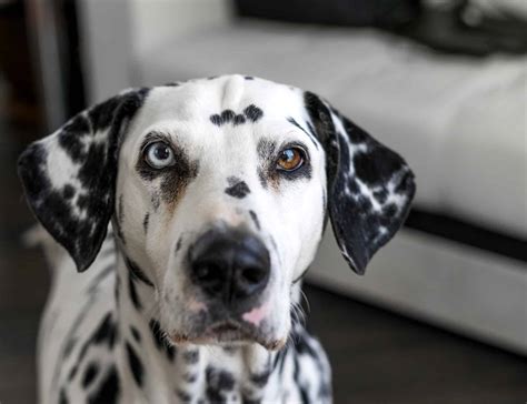 Dalmatian Prices 2024: Purchase Cost, Vet Bills, and More! - A-Z Animals