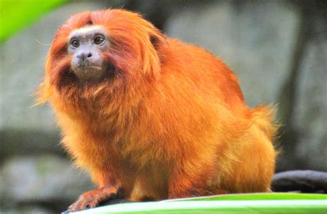 11 Golden Monkey Facts