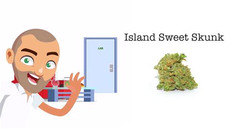 Island Sweet Skunk Strain Review Youtube