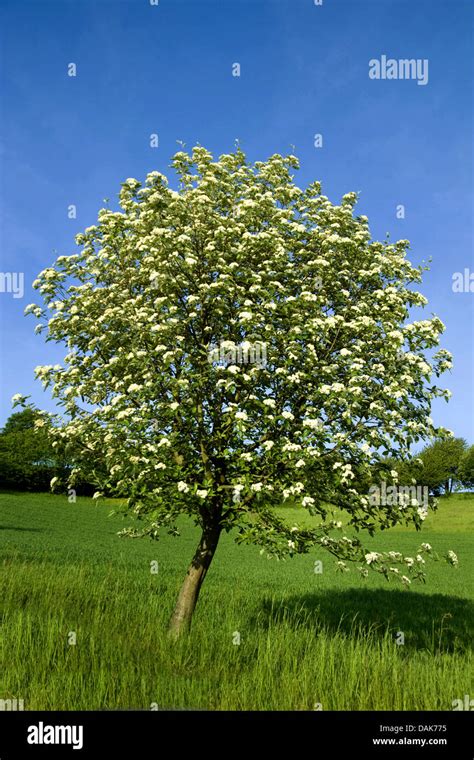 Whitebeam tree hi-res stock photography and images - Alamy