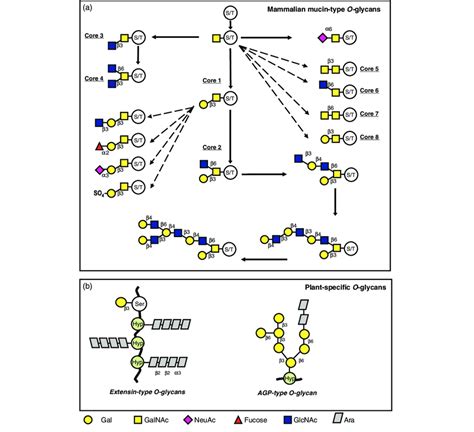 Plant And Human O Glycans Are Structurally Different A Biosynthetic