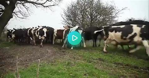 The Official Start Of Dutch Spring The “koeiendans” Or Cow Dance