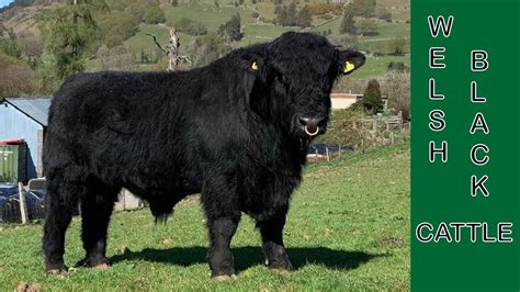 Welsh Black Cattle All Weather Dual Purpose Youtube