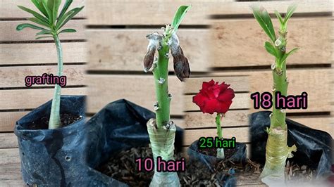 Cara Grafting Adenium Mudah Dan Simple Anti Gagal Youtube