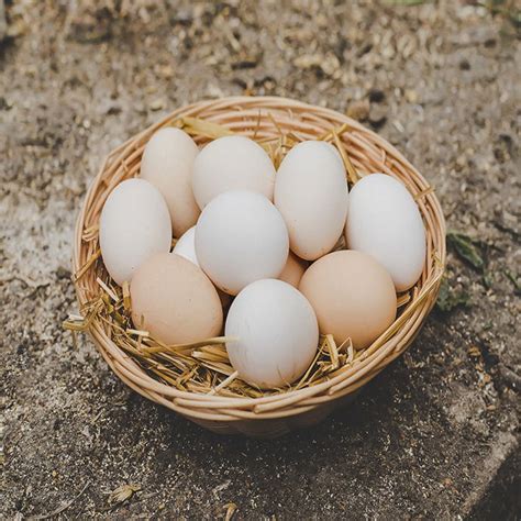 Los Cachorros Pueden Tener Huevos Todos Los Dias