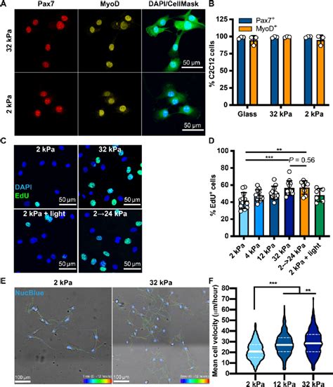 C2C12 Cell Proliferation Increases In Response To Dynamic Stiffening