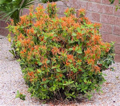 Mexican Honeysuckle Shrubs For Sale Shrubs Honeysuckle Plant