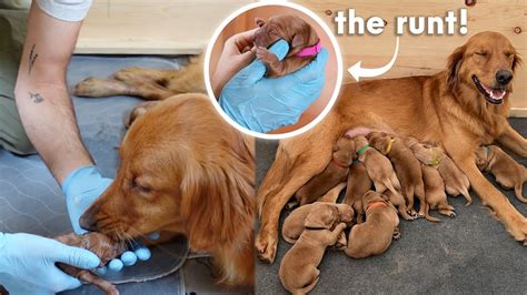 My Pregnant Golden Retriever Gives Birth To 12 PUPPIES Episode 7